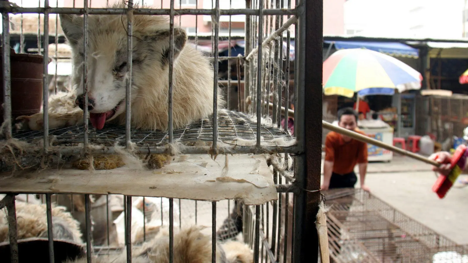 Marderhunde liegen in engen Käfigen auf dem Xin Yuan Markt in Wuhan. (Archivbild) (Foto: Paul Hilton/epa/dpa)