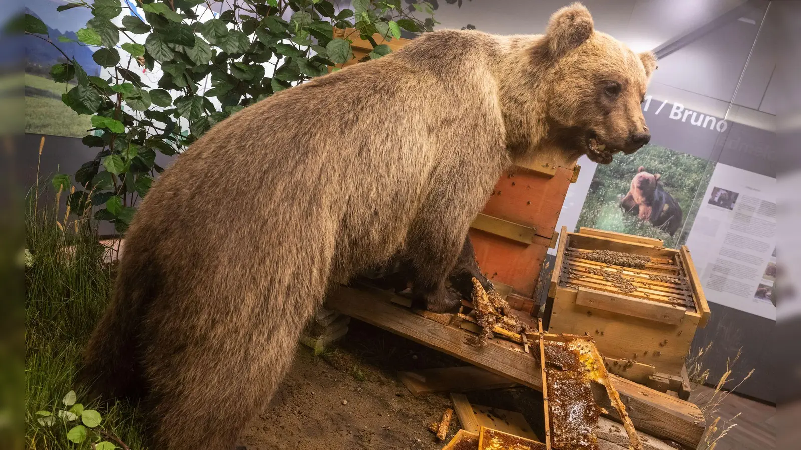Der Braunbär Bruno steht ausgestopft im Museum. (Archivbild)  (Foto: Peter Kneffel/dpa)