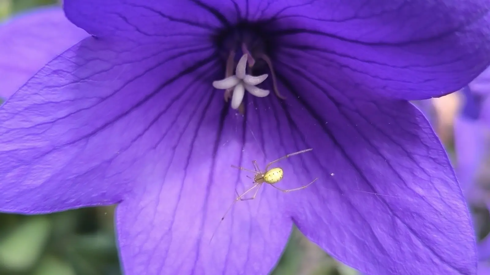 Spinne auf Stippvisite - gesehen in Dentlein. (Foto: Margit Lechner)