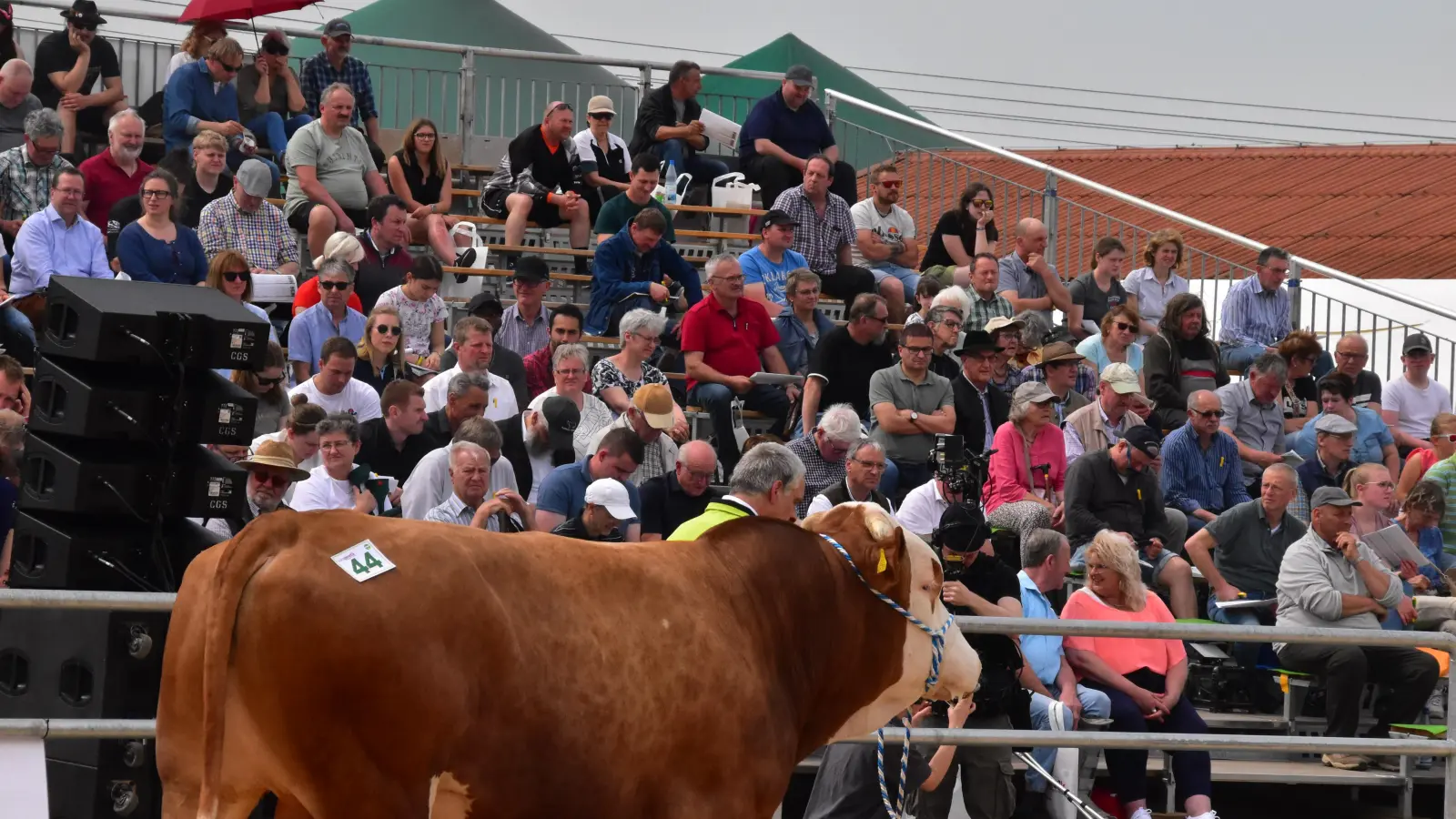 Auch, wenn die Rinderzüchter nicht wie üblich die Spitzentiere von der Tribüne aus beobachten können, bietet die Bullenparade per Online-Übertragung die Möglichkeit, sich umgehend zu informieren. (Archivfoto: Fritz Arnold)