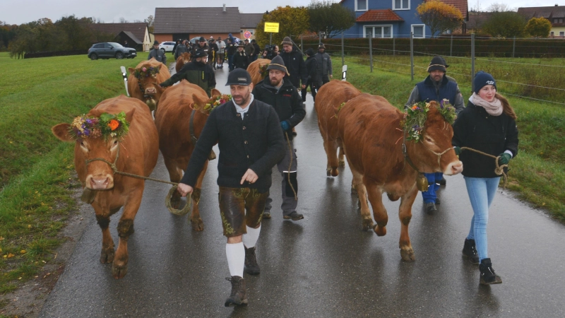 Auf geht’s: Beim Almabtrieb wurden die Rinder von Theuerbronn nach Gailroth geführt. (Foto: Peter Tippl)