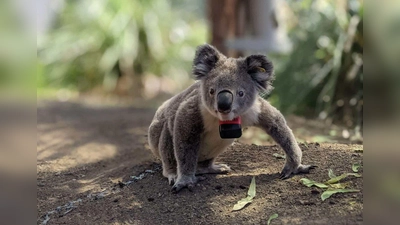 Koalas sind bedroht - etwa durch die Rodung von Bäumen, wie eine Studie nun herausfand. (Foto: Ami Fadhillah Amir Abdul Nasir/Society for Experimental Biology/dpa)