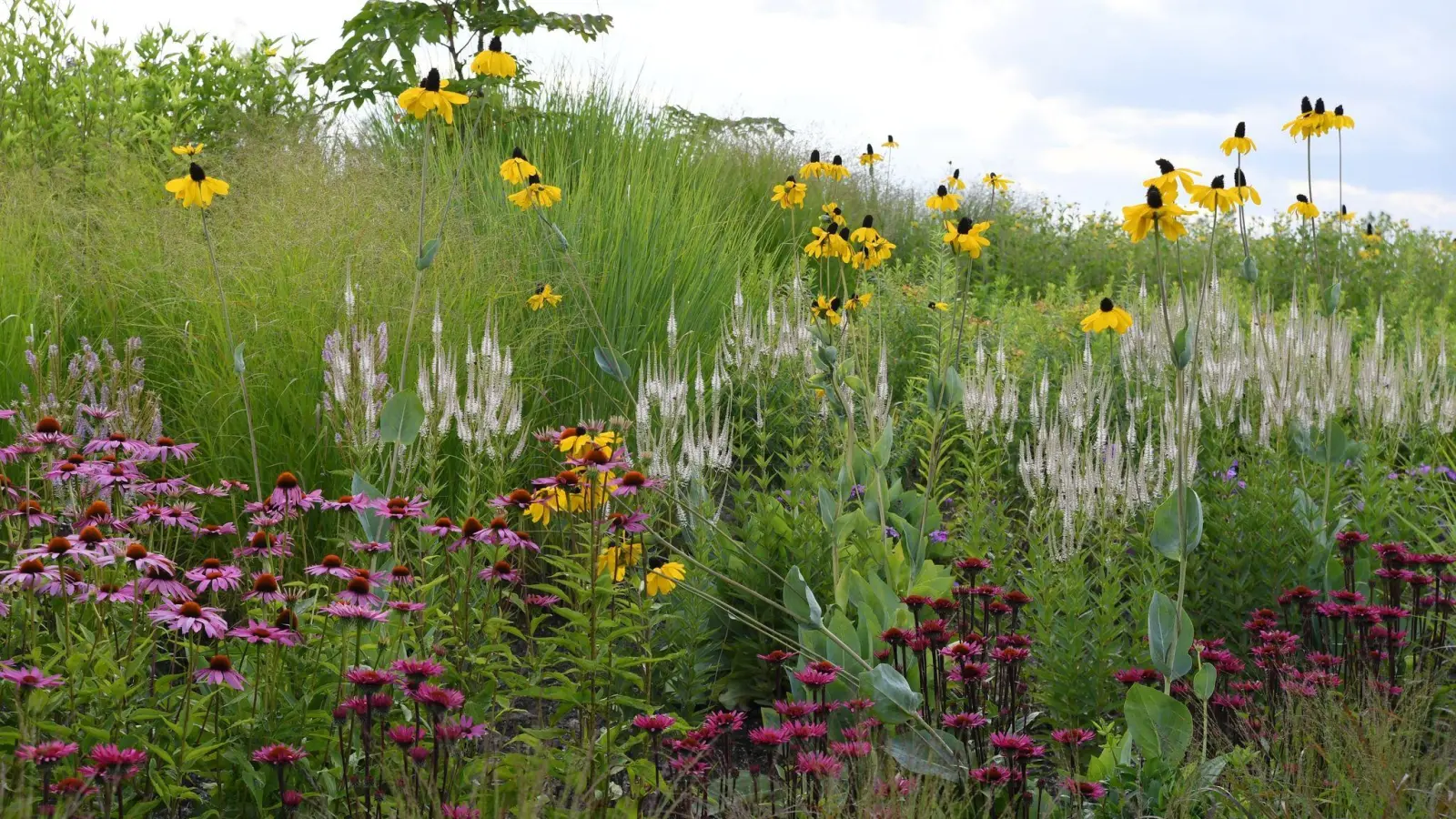 Viel Stauden bilden nach ihrer schönen Blüte auch noch hübsche Samenstände. (Foto: Andrea Warnecke/dpa-tmn)