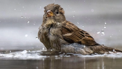 Ein Haussperling, auch Spatz genannt, badet in einer Pfütze. (Foto: Monika Skolimowska/dpa/Archivbild)