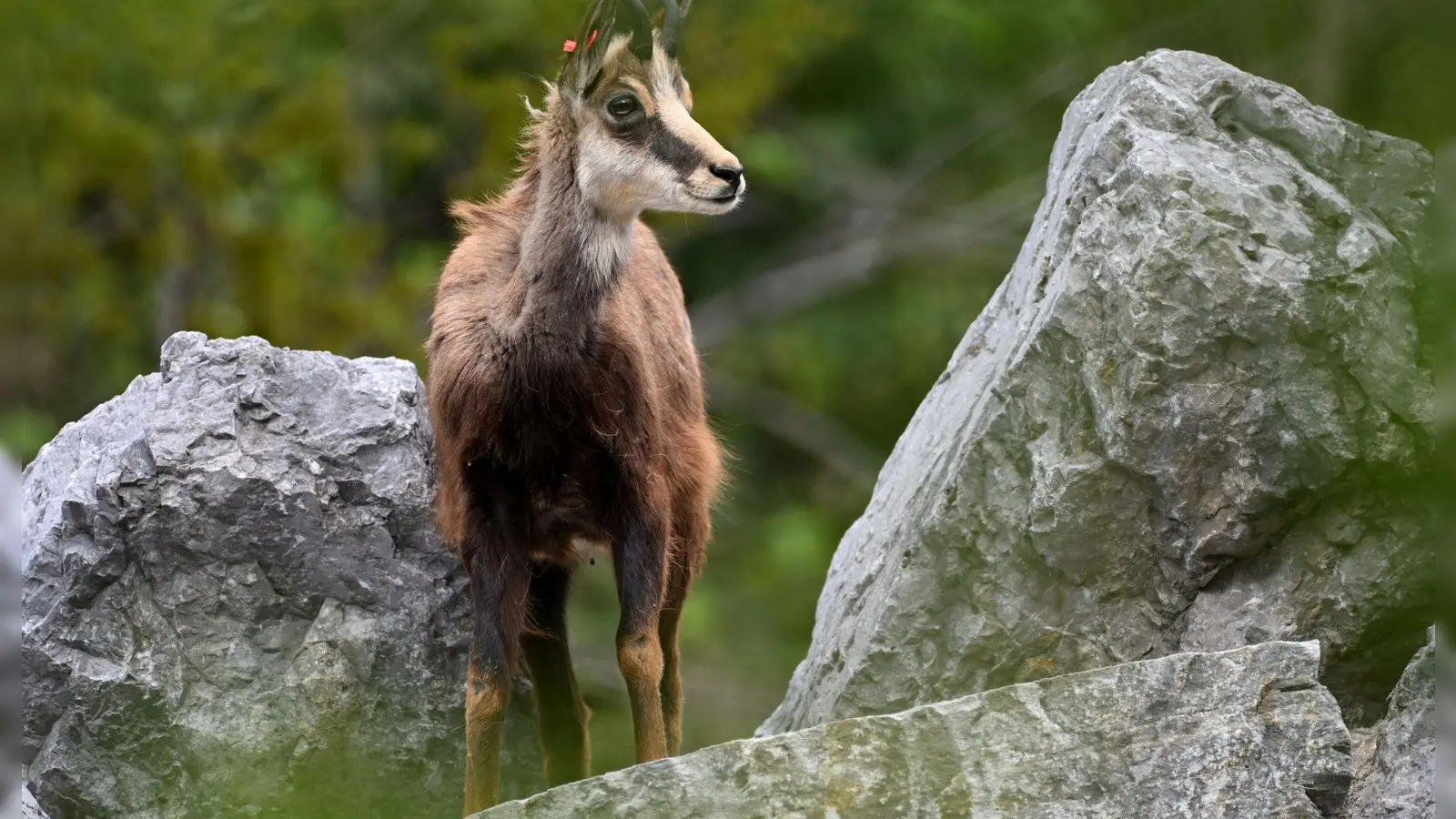 Die Verordnung der Regierung von Oberbayern zur Schonzeit in sogenannten Sanierungswäldern im Alpenraum beschäftigte den Bayerischen Verwaltungsgerichtshof. Die Richter setzten die Verordnung vorläufig außer Vollzug. (Symbolbild) (Foto: Angelika Warmuth/dpa)