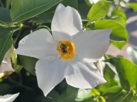 Insekt auf der Blüte - gesehen in Gerhardshofen (Foto: Greet van der Molen)