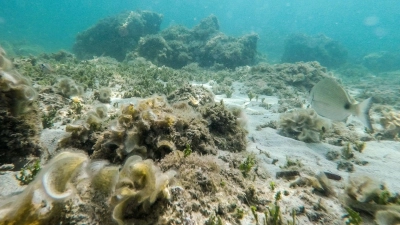 Übertroffen: Der bisherige Höchstwert der an der Oberfläche des Mittelmeers gemessenen Temperatur stammte aus dem Jahr 2003. (Foto: Clara Margais/dpa)