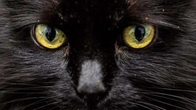 Weiß eine KI, was diese Katzenaugen sagen?  (Foto: Christoph Soeder/dpa/dpa-tmn)