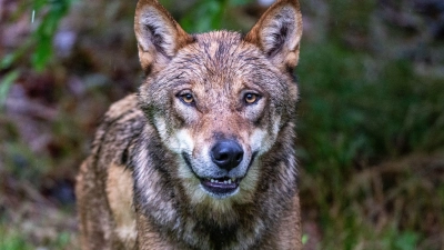 Eine DNA-Analyse bestätigte laut dem Landesamt für Umwelt (LfU), dass ein Wolf an den Tierrissen beteiligt war. (Symbolbild) (Foto: Armin Weigel/dpa)