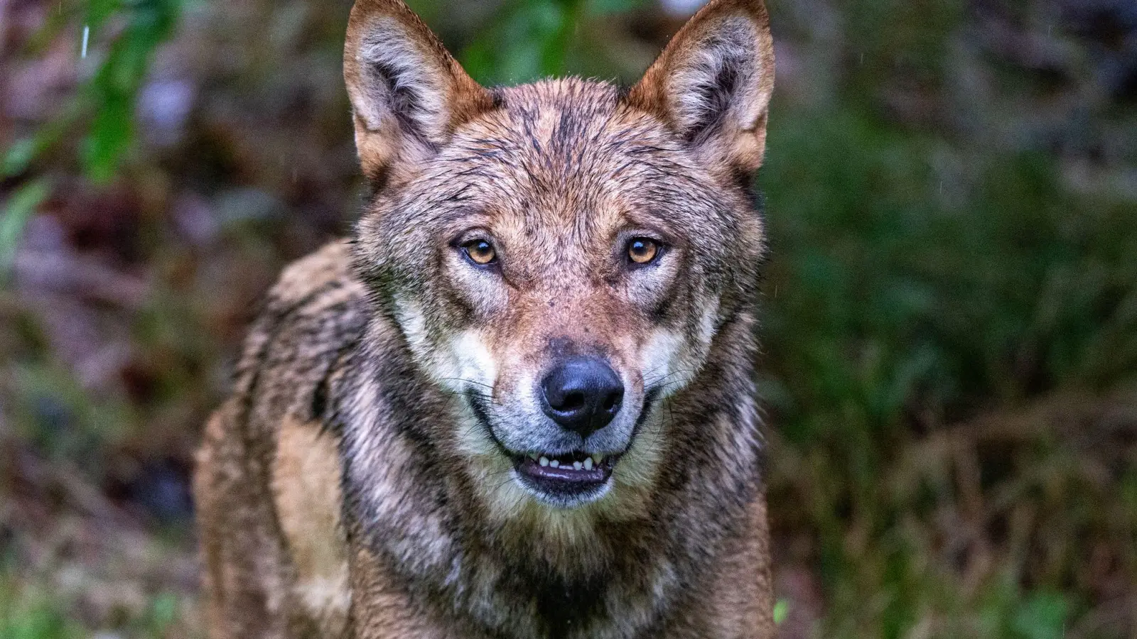 Eine DNA-Analyse bestätigte laut dem Landesamt für Umwelt (LfU), dass ein Wolf an den Tierrissen beteiligt war. (Symbolbild) (Foto: Armin Weigel/dpa)