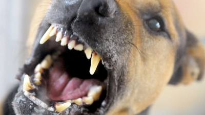 Auf Hühner und Schafe hatte es ein Hund abgesehen, der in Gerolfingen seinem Halter ausgebüchst war. (Symbolbild: Soeren Stache/dpa-Zentralbild)
