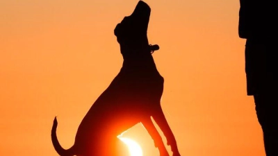 Hund statt Kind? Ganz so einfach ist es nicht.  (Foto: Julian Stratenschulte/dpa)