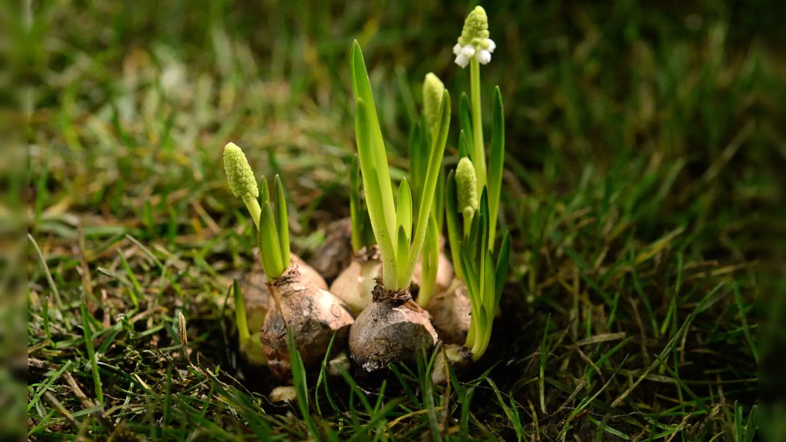 Die Stars des Frühlings: Blumenzwiebeln wie die Traubenhyazinthen blühen schon früh im Jahr. (Foto: Andrea Warnecke/dpa-tmn)