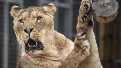 Der Eindringling kletterte rund sechs Meter über eine Mauer und an einen Baum in das Gehege hinunter. (Symbolbild)  (Foto: Ben Birchall/PA Wire/dpa)