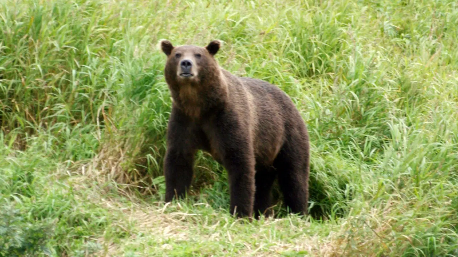 Braunbären sind in vielen Teilen Russlands verbreitet. (Archivbild) (Foto: Ulf Mauder/dpa)