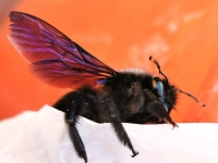 Die ersten Holzbiene - gesehen in Rothenburg (Foto: Klaus Zerkowski)