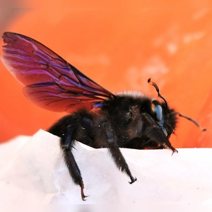 Die ersten Holzbiene - gesehen in Rothenburg (Foto: Klaus Zerkowski)