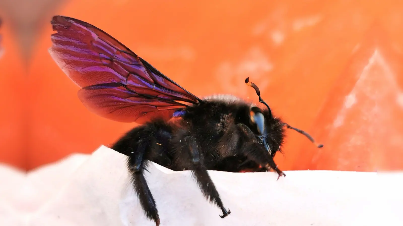 Die ersten Holzbiene - gesehen in Rothenburg (Foto: Klaus Zerkowski)