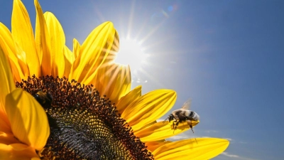 Sieben Jahre nach dem Ruf der Bayern nach mehr Artenschutz bei „Rettet die Bienen“ zieht der Trägerkreis des Volksbegehrens ein durchwachsenes Fazit bei der Umsetzung. (Illustration) (Foto: Felix Kästle/dpa)