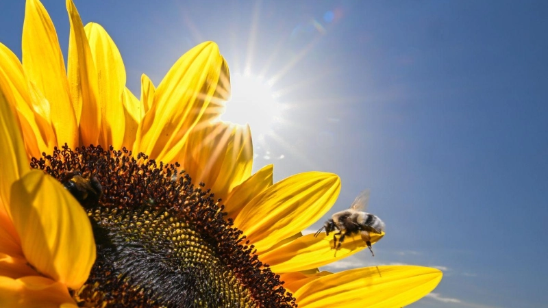 Sieben Jahre nach dem Ruf der Bayern nach mehr Artenschutz bei „Rettet die Bienen“ zieht der Trägerkreis des Volksbegehrens ein durchwachsenes Fazit bei der Umsetzung. (Illustration) (Foto: Felix Kästle/dpa)