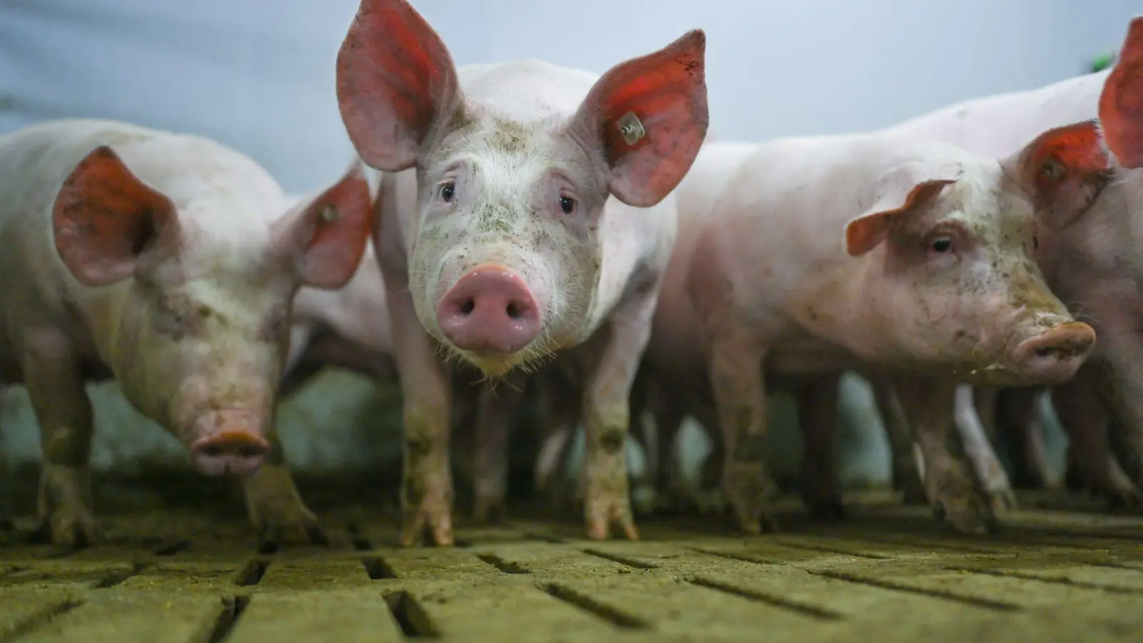 Die „Zukunftswerkstatt Schwein“ fand Einzug in die Haushaltsdebatte. (Symbolbild) (Foto: Lars Klemmer/dpa)