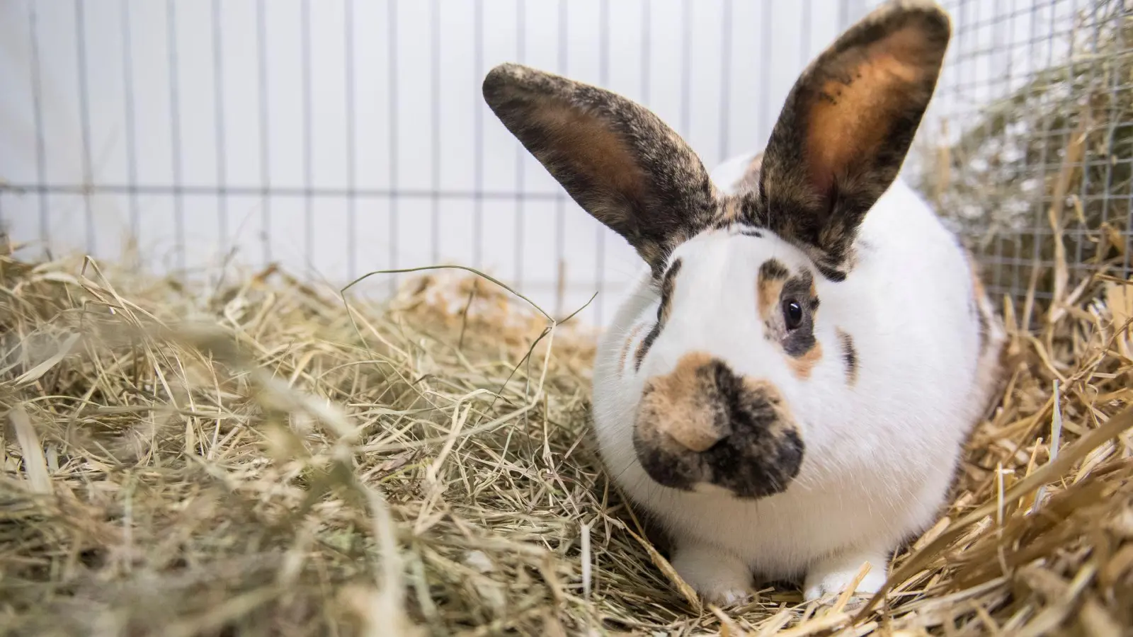 Kaninchen zeigen oft nicht eindeutig, wie es ihnen geht. Deshalb sollten Halter Ohren, Körperhaltung, Bewegung und Verhalten beobachten. (Foto: Robert Günther/dpa-tmn)