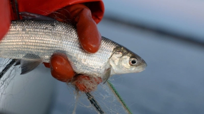 Der Bestand des beliebten Speisefischs könnte sich langsam wieder erholen. (Archivbild)  (Foto: Felix Kästle/dpa)