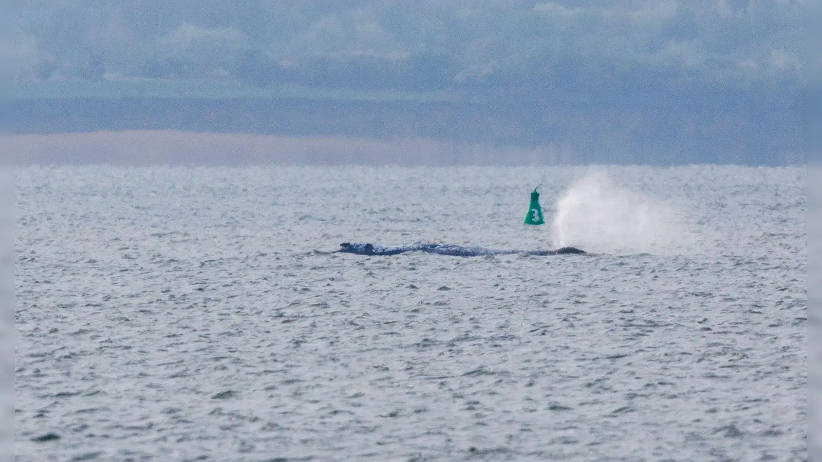 Der Buckelwal ist am frühen Morgen bei steigendem Wasserstand plötzlich von selbst losgeschwommen. Nach rund zwei Stunden stoppte er aber wieder. Am Abend war er wieder in Bewegung. (Foto: Jens Büttner/dpa)