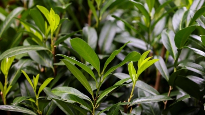 Kirschlorbeer als Gartenhecke: Die immergrüne Pflanze ist pflegeleicht, aber potenziell invasiv und giftig. (Foto: Christoph Reichwein/dpa/dpa-tmn)
