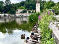 Mittagspause - gesehen in Dinkelsbühl (Foto: Karin Mahler)
