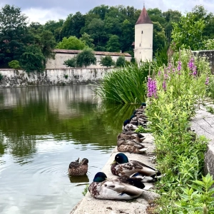 Mittagspause - gesehen in Dinkelsbühl (Foto: Karin Mahler)