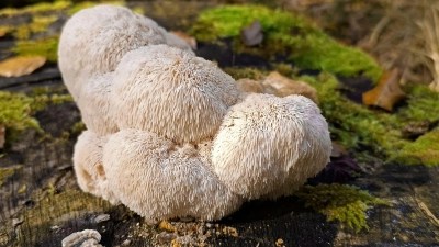 Der Igelstachelbart wird auch Yamabushitake, Löwenmähne, Pom-Pom blanc oder Affenkopfpilz genannt. (Foto: Detlef Schoenfeld/DGfM/dpa)
