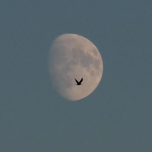 Nachtflug - gesehen in Dietersheim (Foto: Micheal Wolf)