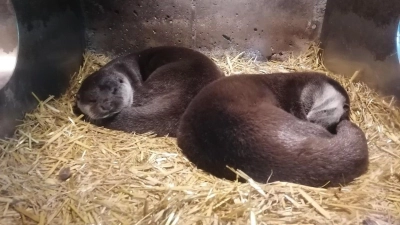 Fischotter sehen recht niedlich aus. Wenn sie schlafen, wirken sie, als könnten sie kein Wässerchen trüben. Für Teichwirte und deren Karpfen allerdings sind sie eine ernst zu nehmende Bedrohung. (Foto: Anita Dlugoß)