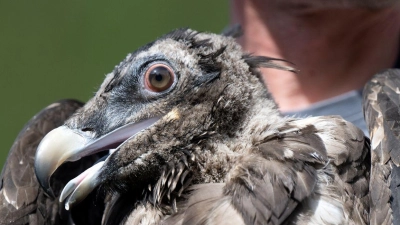 Ein Mitarbeiter im Nationalpark Berchtesgaden hält das Bartgeiermännchen Wiggerl vor seiner Auswilderung auf dem Arm. (Foto: Sven Hoppe/dpa)