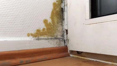 Schimmel in der Wohnung? Wer daran schuld ist, das lässt sich oft nur durch Experten klären. (Foto: Daniel Reinhardt/dpa)
