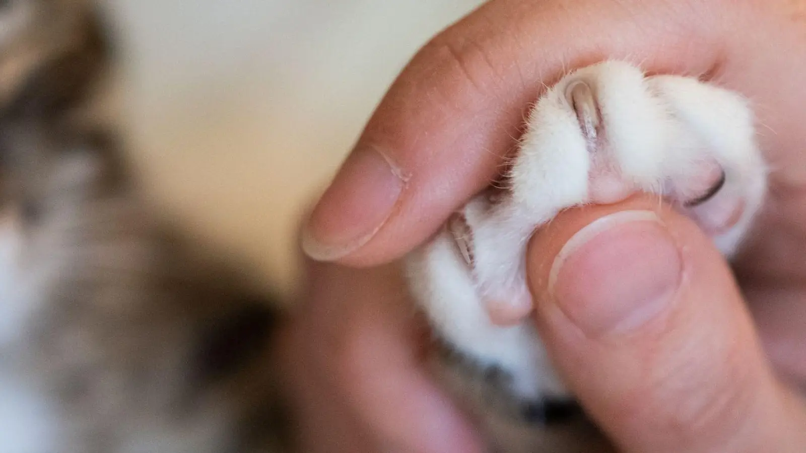 Alten und kranken Katzen kann man mit einer speziellen Schere die Krallen schonend kürzen. (Foto: Franziska Gabbert/dpa-tmn/dpa)