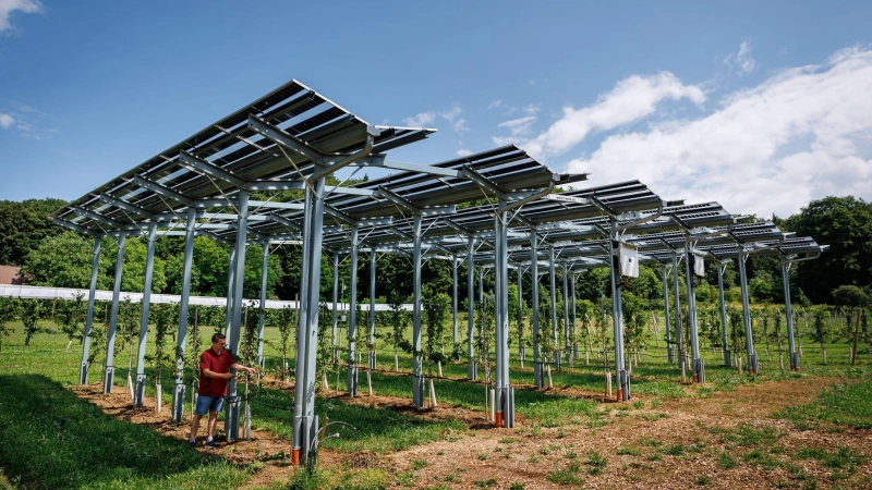 Die Agri-PV-Anlage soll zeigen, wie Kirschbäume gedeihen und gleichzeitig Strom produziert werden kann.  (Foto: Daniel Karmann/dpa)