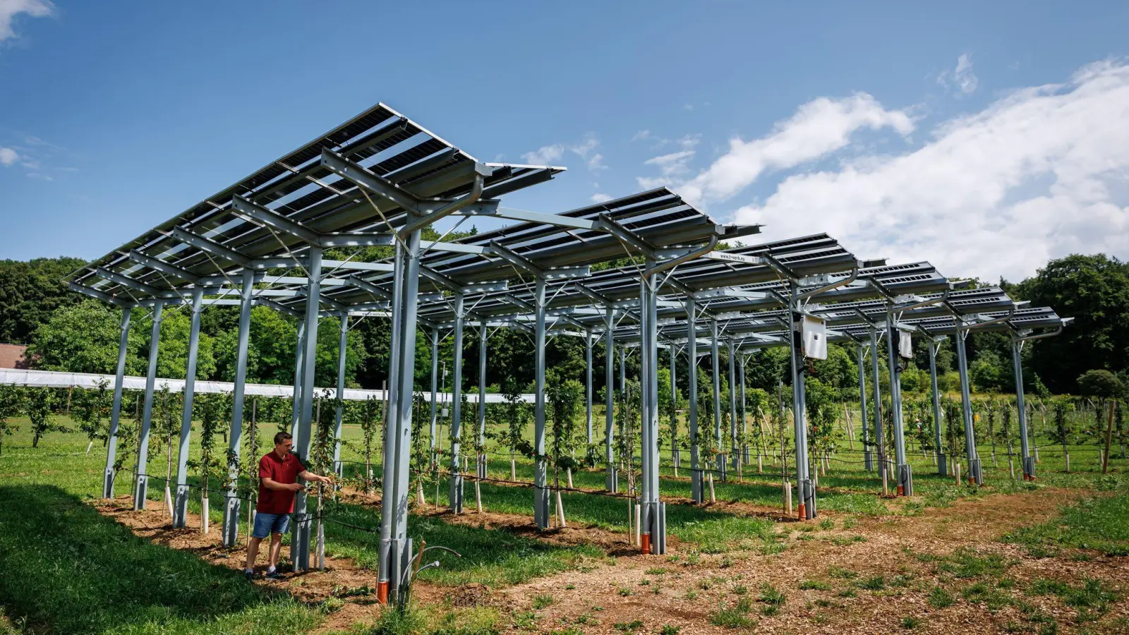 Die Agri-PV-Anlage soll zeigen, wie Kirschbäume gedeihen und gleichzeitig Strom produziert werden kann.  (Foto: Daniel Karmann/dpa)