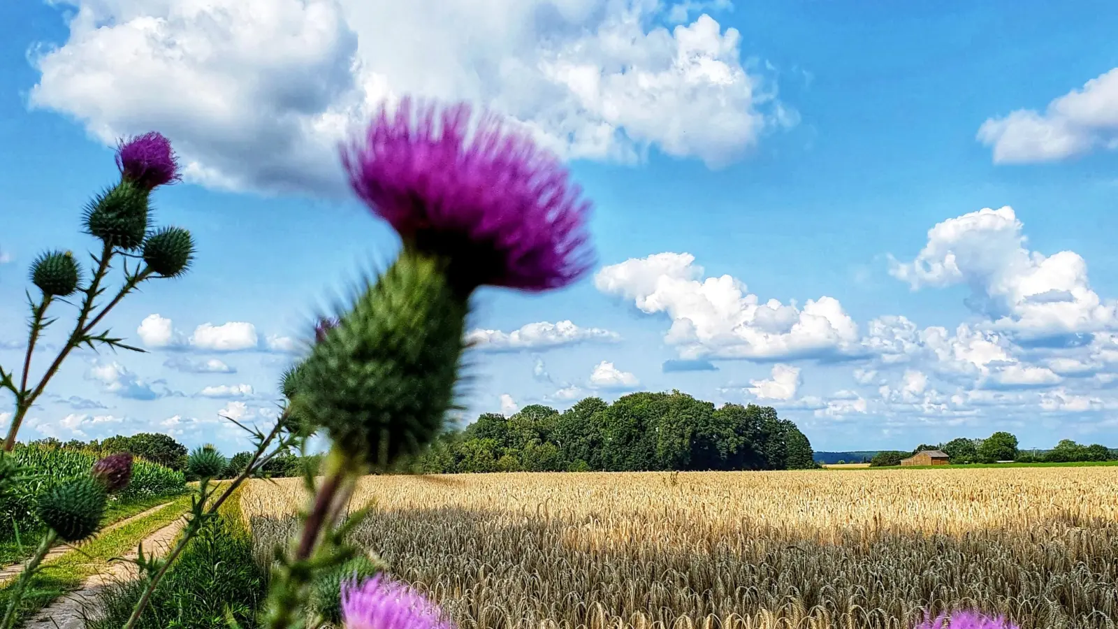 Distel am Kornfeld - gesehen nahe Boxbrunn bei Lichtenau. (Foto: Uwe Chszaniecki)