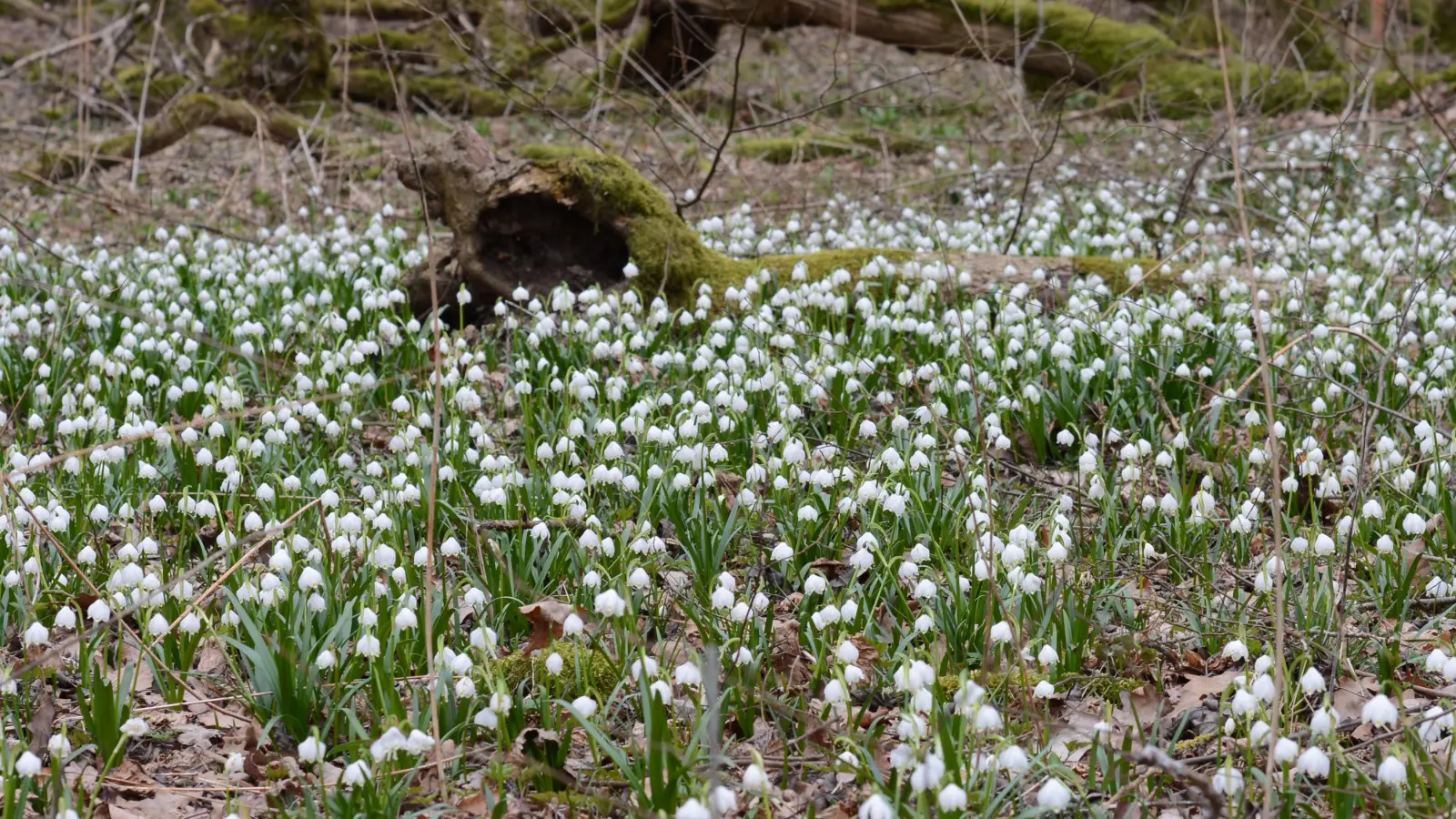 Ein weißer Teppich aus Märzenbechern bildet sich jedes Jahr im Frühling bei Vorderpfeinach. (Foto: Manfred Blendinger)