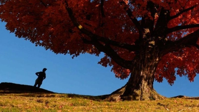 Eine Person geht an einem Ahornbaum vorbei, der sich in leuchtend roter Färbung präsentiert. (Foto: Charlie Riedel/AP/dpa)