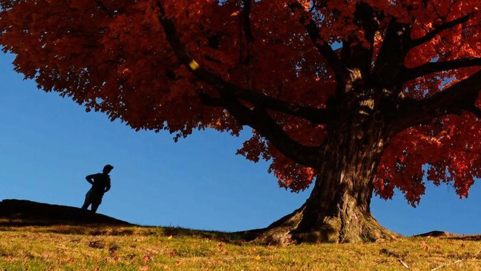 Eine Person geht an einem Ahornbaum vorbei, der sich in leuchtend roter Färbung präsentiert. (Foto: Charlie Riedel/AP/dpa)