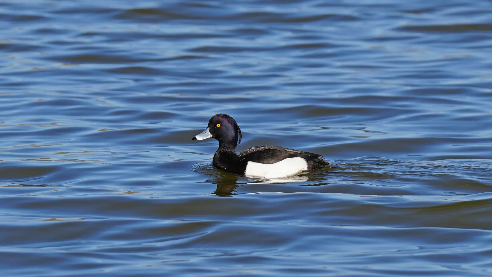 Eine Reiherente - gesehen am Lindleinsee. (Foto: Erika Brown)