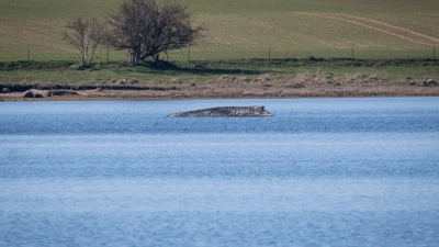 Nicht nur heute, sondern schon vor Jahrhunderten bewegte das Auftauchen von Walen an der Ostseeküste die Menschen stark. Der Blick hat sich aber gewandelt. (Archivbild) (Foto: Philip Dulian/dpa)