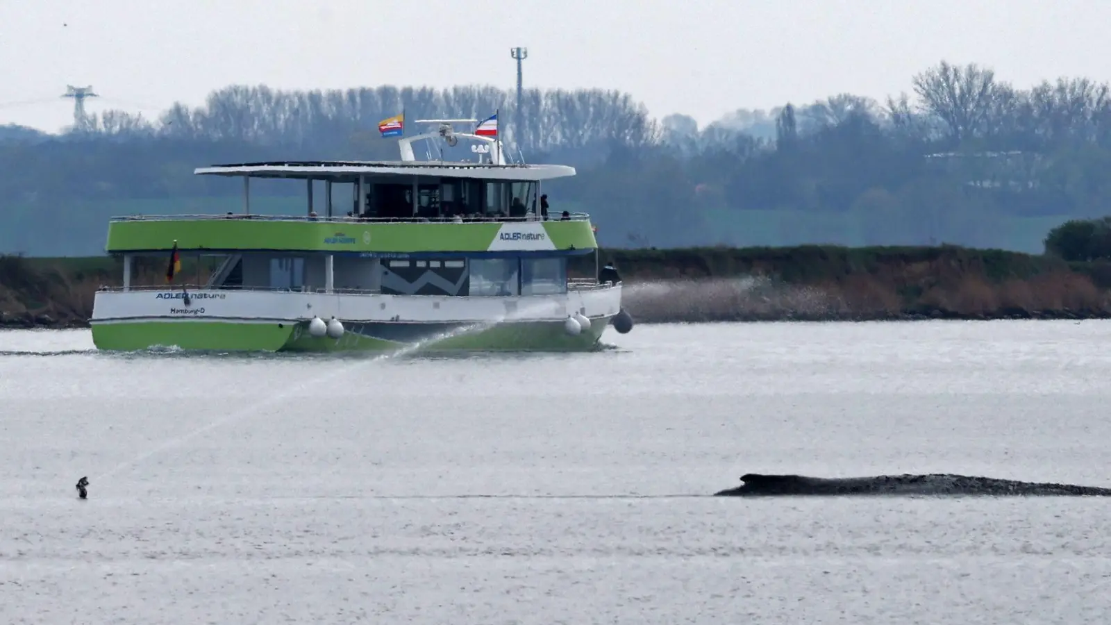 Um den Wal herum wurde eine Sicherheitszone eingerichtet. (Foto: Bernd Wüstneck/dpa)