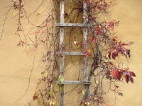 Kletterkünstler - gesehen in Rothenburg. (Foto: Hans-Martin Huber)