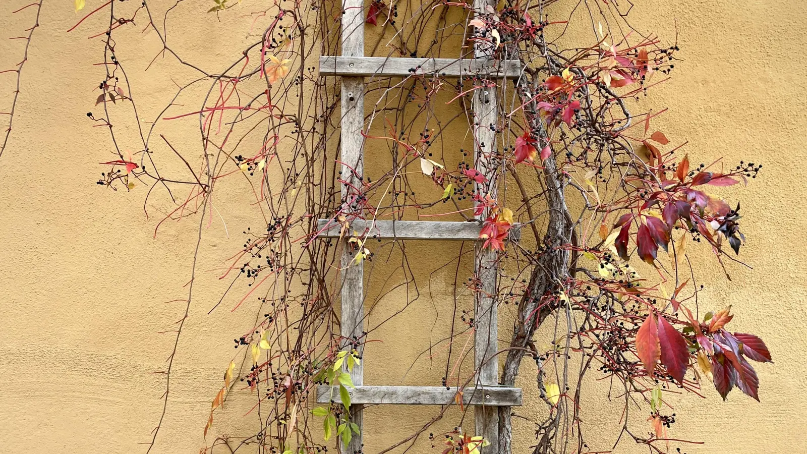 Kletterkünstler - gesehen in Rothenburg. (Foto: Hans-Martin Huber)