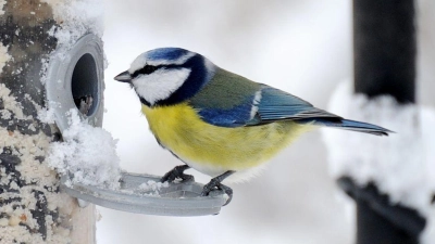 In gut konstruierten Futterhäuschen ist die Nahrung besser vor Vogelkot, Wind und Regen geschützt als in anderen. (Archivbild)  (Foto: picture alliance / dpa)