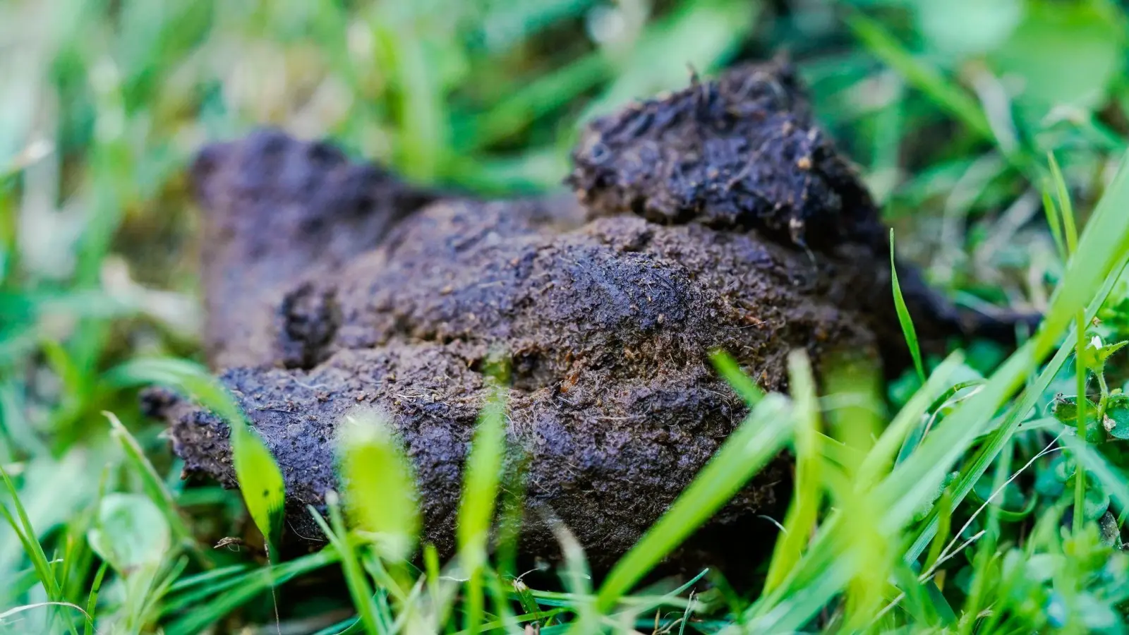 Hundekot liegt auf einer Wiese in der Innenstadt. Viele Kommunen verschärfen ihr Vorgehen gegen die tierischen Haufen. (Foto: Uwe Anspach/dpa)